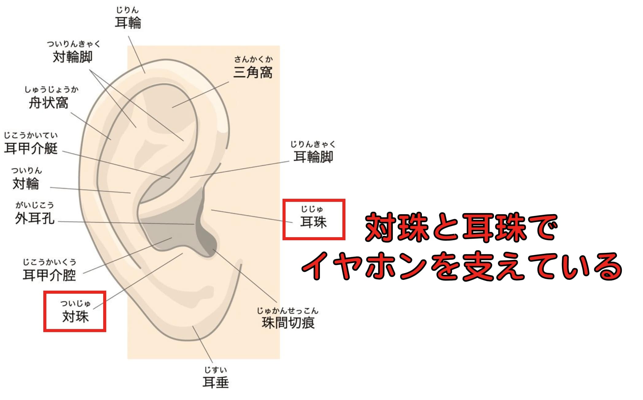 ワイヤレスイヤホンが落ちやすい耳の特徴は、対珠と耳珠が小さい
